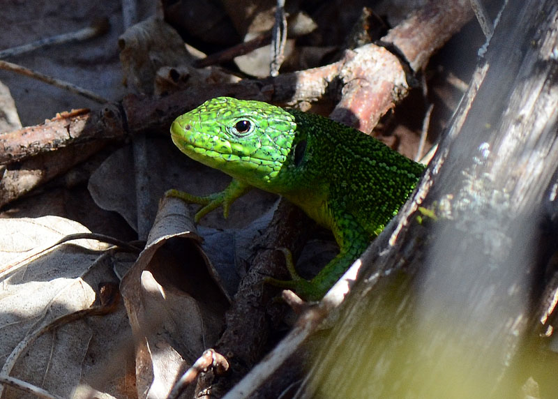 Ramarro - Lacerta bilineata